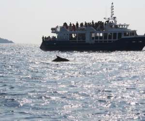 photo Nave va promenades en mer Ajaccio 2970