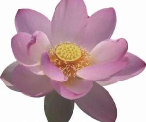 photo Rflexologie plantaire - shiatsu - feng shui Porto Vecchio 3724