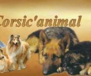 Animalerie Corsic