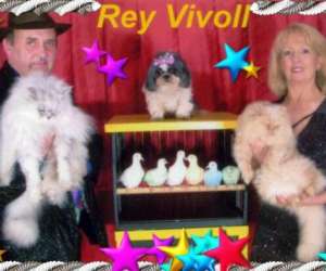 Rey Vivoll Artiste Magicien