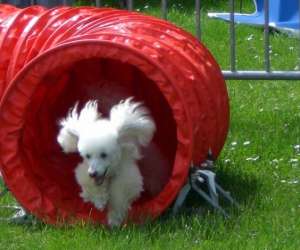 photo Club d'education canine et d'agility beaumontais   Grandchain 2686