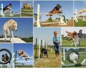 photo Club d'education canine et d'agility beaumontais   Grandchain 5817