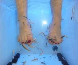 photo Fish pdicure Lillebonne 4244