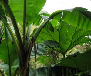 Le Jardin Jungle Le Jardin Jungle