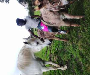 photo  attelage- nature,balade en calche,promenade en    main sur poneys ,nes Bourth 5879