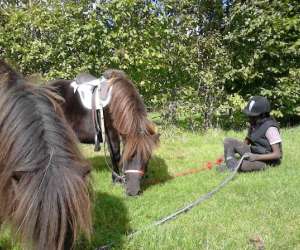 photo  attelage- nature,balade en calche,promenade en    main sur poneys ,nes Bourth 5880