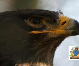 photo Le bois des aigles naturama Balines 5575
