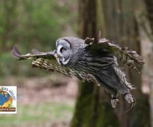 Le Bois Des Aigles Naturama