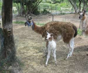 photo Association beau nez d ane Gigean 10759