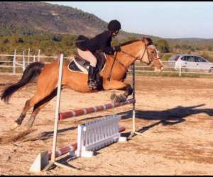 photo Centre equestre - poney club de lauret - les cavaliers de la plaine Lauret 4193