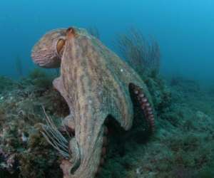 photo Ecosystem cente de plongee Palavas Les Flots 15500