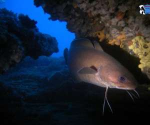 photo Ecosystem cente de plongee Palavas Les Flots 15501