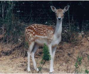 Ferme Zoo De Bouzigues