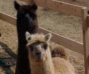 photo Ferme zoo de bouzigues Bouzigues 3835