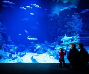 photo  planet ocean montpellier Montpellier 20028