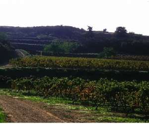 photo Domaine la croix belle Puissalicon 2035