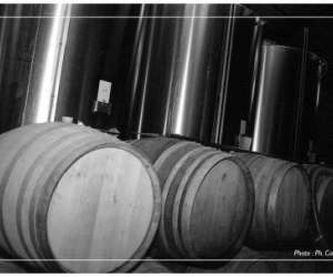 photo Domaine la croix belle Puissalicon 2040