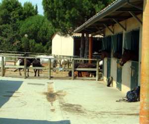 photo Centre  equestre municipal montpellier grammont Montpellier 2061