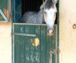 photo Centre  equestre municipal montpellier grammont Montpellier 2063