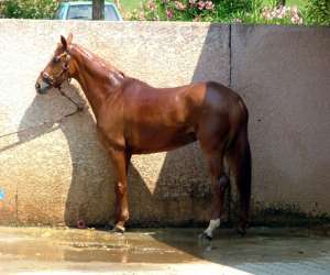 photo Centre  equestre municipal montpellier grammont Montpellier 2064