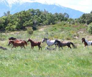 Chevaux Et Randonnes