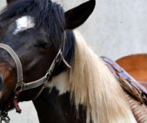 photo Centre equestre d'anduze Anduze 10488