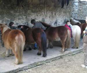 photo Poneys du val d'emeraude (les) Lasalle 5466
