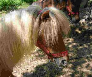 photo Poneys du val d'emeraude (les) Lasalle 5468