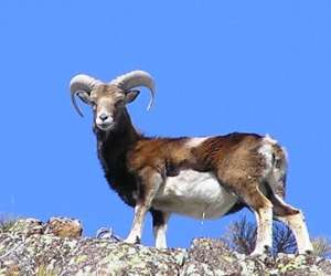 photo Transpyr66 Font Romeu Odeillo Via 3976