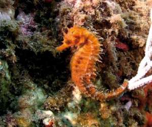 Plonge Sous Marine  Argeles Sur Mer