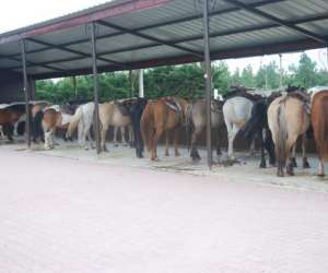 photo Ranch  l 34 - promenades a cheval Vendres 4502