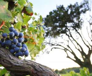 photo Oenotourisme en languedoc-roussillon Quissac 12512