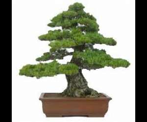 photo Jardibonsai Roujan 6037