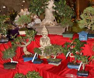 photo Jardibonsai Roujan 6038