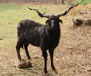 photo Parc animalier le theil Le Caylar 8939