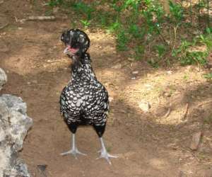 photo Parc animalier le theil Le Caylar 8943