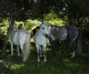 photo Camargue autrement safari 4x4 Le Grau Du Roi 12165