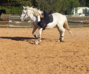 photo Les cavaliers d'argelliers Argelliers 10046