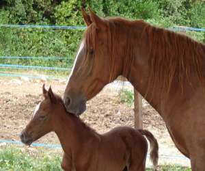 photo Les cavaliers d'argelliers Argelliers 10047
