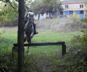 photo Poney club de st jean St Jean De Vedas 10647