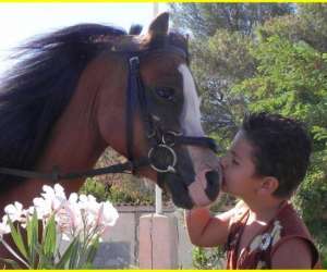 photo Poney club de st jean St Jean De Vedas 10648
