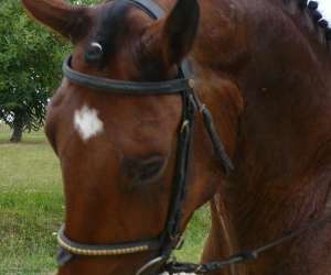 photo L'ecurie du sud  centre equestre Magalas 7318