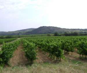 Domaine Eric Gelly Domaine Eric Gelly