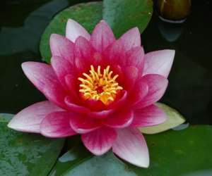 photo Massage bien-etre, zen altitude Les Angles 11788