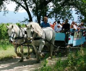 Rando Cheval & Chariot  -tourisme Equestre