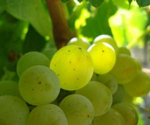 photo Cours de degustation de vin a montpellier Montpellier 9012