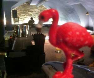 photo Bar le zoo Montpellier 15685