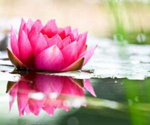 photo Lotus detente Castelnau Le Lez 10104