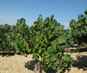 photo Cave sieur d'arques Limoux 11048
