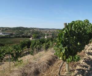 photo Cave sieur d'arques Limoux 11050